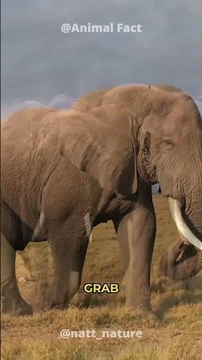 Elephants Use Tools to Scratch Themselves! 🐘🪵