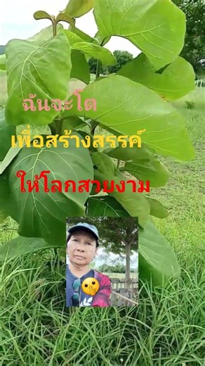 #ต้นสักข้างคันนา#ตั้งใจปลูกเพื่อฝากไว้เป็นที่ร่มรื่นกับแผ่นดิน ลพบุรี