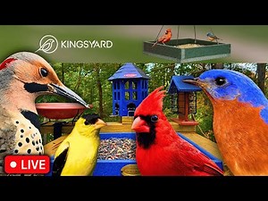 (NEW) 🔴LIVE Bird Feeder Cam - (Kingsyard Partner)
