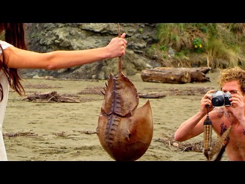 Crabs! (2022) | Trailer | Dylan Riley Snyder | Jessica Morris | Robert Craighead | Allie Jennings