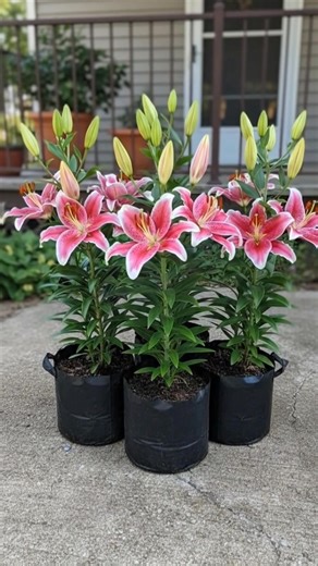 Lilium Lily Flower Plant | Plantsgram