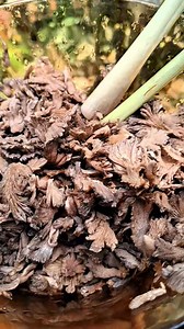 2.3K reactions · 20 shares | Sambel begini yang tidak ada di rumah makan di jual #resepsambeljamur | Thiara M | Facebook