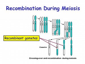 Laws of Inheritance (10.2)