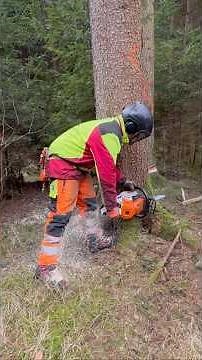 Holzfällarbeiten mit Motorsäge 🌲 | Baum fällen sicher & professionell | Forstarbeiten Deutschland