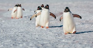 Nova colônia de pinguins na Antártida alerta para crise climática