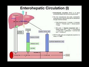 Anatomy | Enterohepatic Circulation EXPLAINED