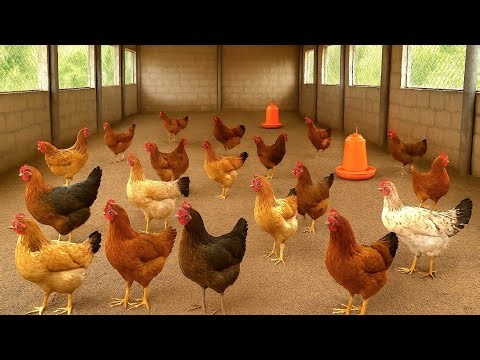Small Scale Desi Poultry farming