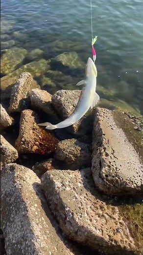 First ever lizard fish