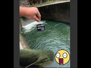 GoPro finds MASSIVE Catfish AND Striper in a Spillway!