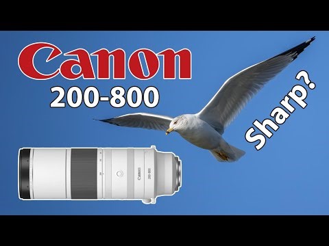 Canon 200-800 Is it Sharp? Birds in Flight and Songbird Photography!