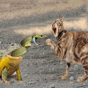 Amazing Snake Trying Fight The Cat When In Frog's Mouth | HairStyle Trick