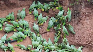 369 reactions · 13 shares | Southern Mealy Amazons or Orange-winged...