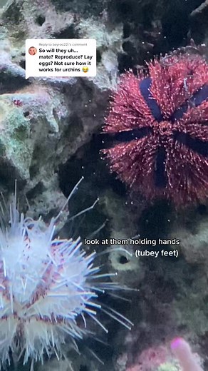 How Do Sea Urchins Reproduce?
