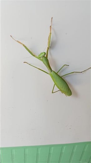 The green praying mantis is a clever insect, walking on slippery walls can do it