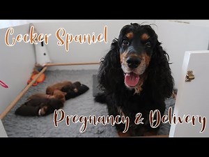 Cocker Spaniel Pregnancy, Labour & Delivery // Lollipop1996
