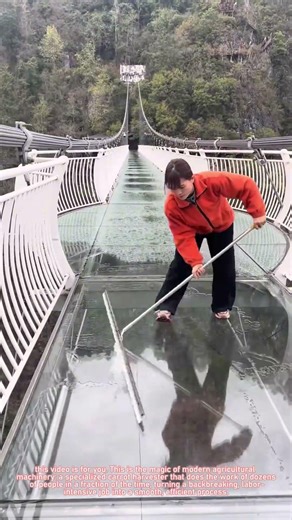Modern Carrot Harvester Machine: Full Process of Mechanical Harvesting