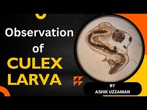 Culex Larvae Under Microscope || মশার লার্ভা পর্যবেক্ষণ || Ashik Uzzaman