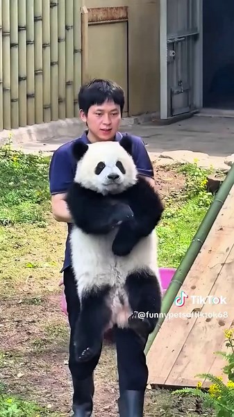 Cute Panda Moments That Will Make You Laugh