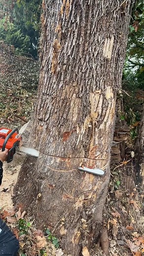 Removing a Decaying Bigleaf Maple Tree