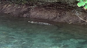 On Saturday I drove together with Udi to the mooring of our Ocean Hunter Liveaboard. On the way, Udi saw something in the water that looked like a crocodile - and really - "eagle eye" was right - it was a crocodile about 6 feet long. AWESOME! | Fish'nFins Palau