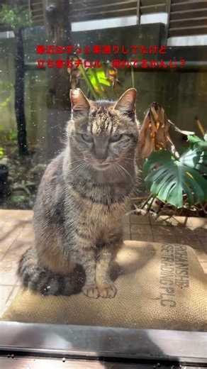 chilo feeling hesitant alil #cats #catvideos #猫#地域猫 #ねこ #猫のいる暮らし