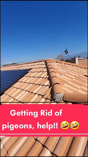 Effective Ways to Get Rid of Pigeons Without Pest Control