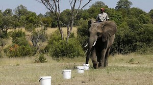 Elephants sniff out explosives