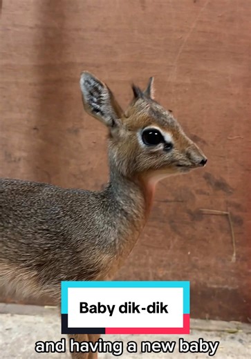 Meet the Adorable Baby Dik-Dik at London Zoo