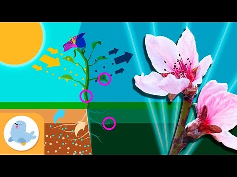 PLANTS🌼 Photosynthesis, Parts of a Plant and Types of Plants 🌳 COMPILATION 🌿
