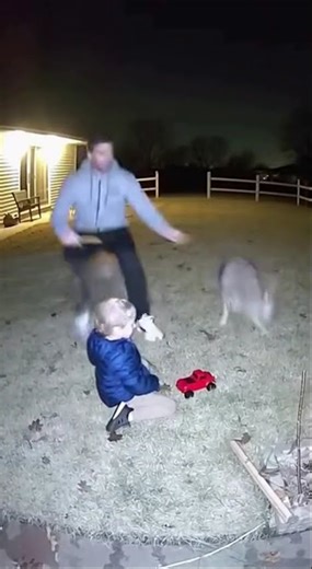 📹 CCTV Footage: Coyote Charges Toward Child — Owner Saves the Day! 😱🐺 #CoyoteEncounter #CCTVCaught
