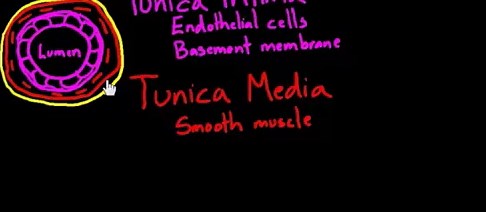 Layers of a blood vessel
