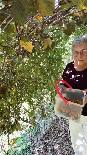 6.1K views · 80 reactions | The other thing I love about growing tomatoes on the tunnel— no tomato cages to store!!! Comment LEARN to get my free course: “Building a Trellis Tunnel” This tunnel is so fun. I’ve grown cantaloupes, watermelons, butternut squash, cucumbers, and tons of tomatoes! #gardenersworkshopfarm | The Gardener's Workshop | Facebook