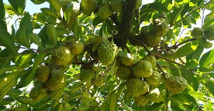 Frutas exóticas: atemoia e nêspera garantem diversidade ao consumidor em São Paulo