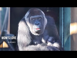 Mom Gorilla Making a Bed for Her Baby | GENKI | Kyoto Zoo