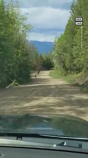 Mama Moose Protects Calves From Bear Attack