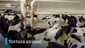 501K views · 305 reactions | Miles de reses se exportan cada año a...