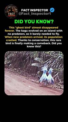 The Ghost Bird Is Back