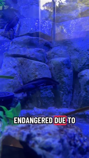 We’re recognizing National Hispanic Heritage Month all month long! Here’s our own Jackelen sharing one of her favorite animals – axolotls! | San Francisco Zoo