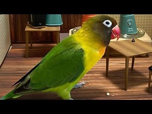 Lovebird Sounds | Lovebird Singing & Talking