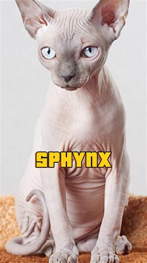 Sphynx cat is not a “cute trend” — it’s a high-maintenance commitment. Hairless doesn’t mean care-free. Sunburn risk, weekly baths, skin care, warm rooms, and constant attention are part of the deal. This is a lifestyle pet, not an impulse buy. Think twice before you fall for the look. Sphynx cat care • hairless cat • exotic cat breed • cat facts • pet responsibility • high maintenance pets #sphynxcat #hairlesscat #petcareindia #catfacts #petpediaa | Petpediaa