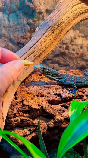 Varanus macraei, or the blue tree monitor is a striking arboreal monitor lizard from Indonesia Batanta Island known for its vibrant blue and black coloration prehensile tail and shy nature making it a popular but endangered species. #bluetreemonitor #varanusmacraei #monitor #reptile #lizard | JTK Reptiles