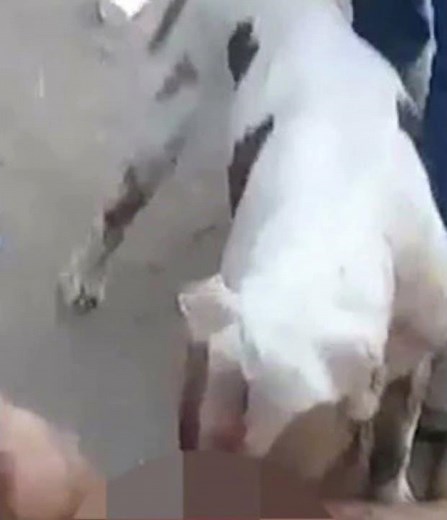 The Pit bull Castration Video