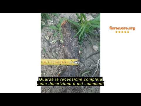 Recensione del Forest Master FM6DD-MUL 6HP - Trinciatrice per trinciatrice a benzina, per tutti i ri