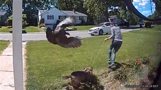Massachusetts couple attacked by wild turkey in front of their home