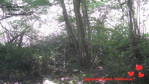 En ce moment dans les boisements de la Tourbière ce sont les amours du chat forestier (Felis sylvestris).😻 Espérons que cette ❤️Saint Valentin❤️ leur soit propice et nous permette d'observer, comme l'été dernier, cette femelle et trois adorables chatons. | Conservatoire d'espaces naturels Isère