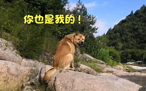 【中华田园犬】阿黄小白和灰灰深山探索，纵情山水，玩得不亦乐乎！