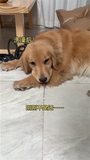 Scorpio Dog's Vindictive Ways: Canines with a Dark Side! (中文标题: 天蝎狗狗的复仇心：狗界的黑暗面