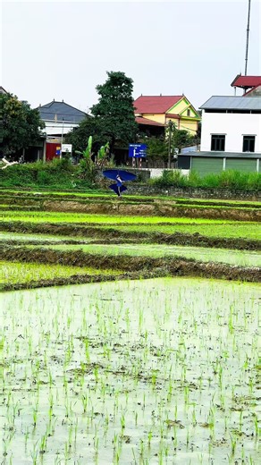 Ae nào xem hết clip comemt xuống dưới em phát. #nghiepkbshop #dieusaothaibinh #dieum5 #dieusaotrungson #dieusaovietnam