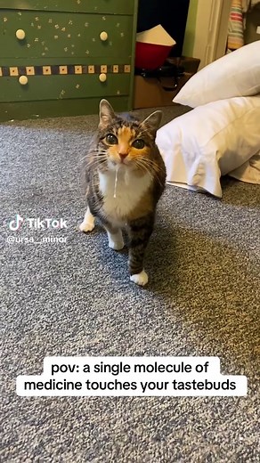 Atopica: The icky taste of allergy medicine for cats