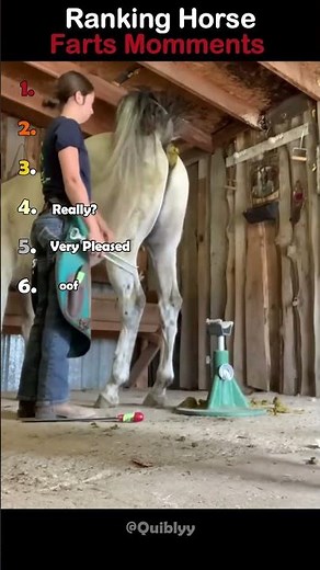 Funniest Horse Fails Ranked